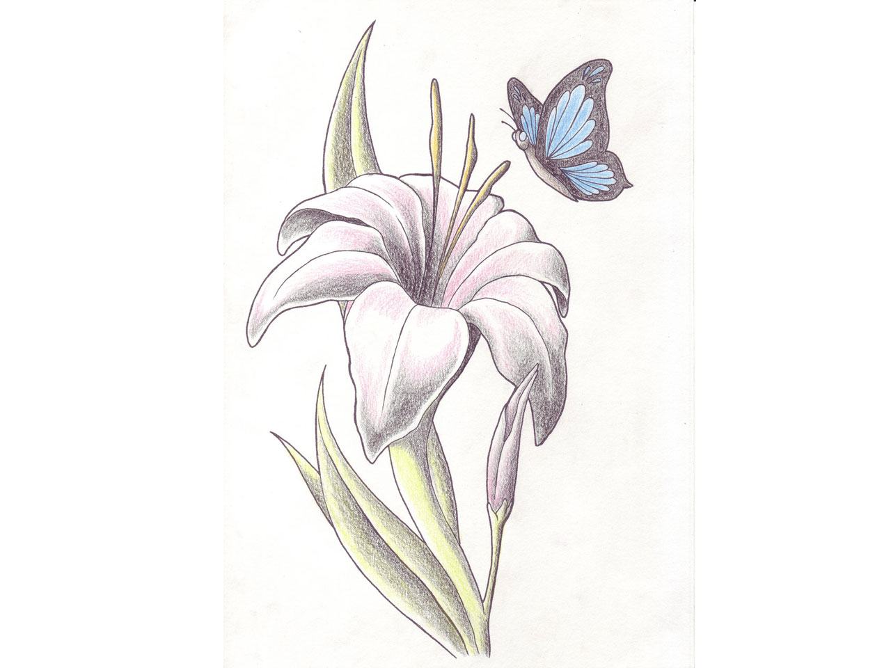 43 Lily With Butterfly Tattoos Ideas inside measurements 1280 X 960