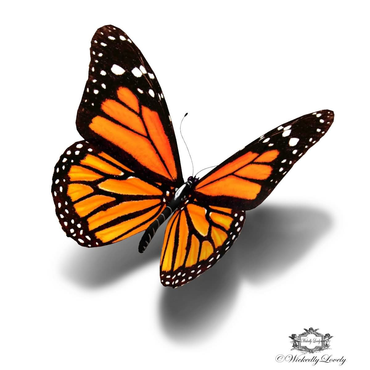 5 Beautiful Monarch Butterfly Tattoo Designs regarding measurements 1200 X 1200