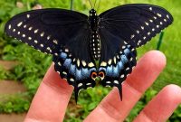 Adventures In Raising The Eastern Black Swallowtail Butterfly for sizing 963 X 1000