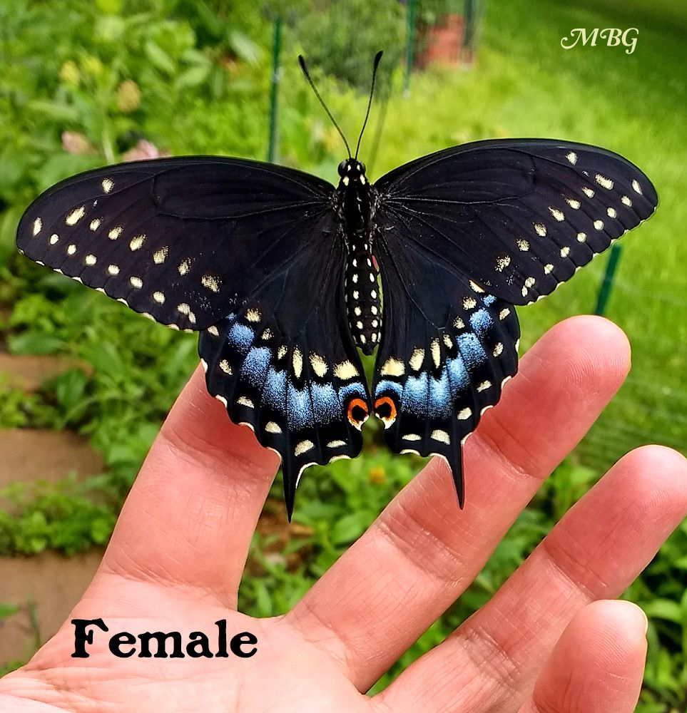 Adventures In Raising The Eastern Black Swallowtail Butterfly intended for measurements 963 X 1000