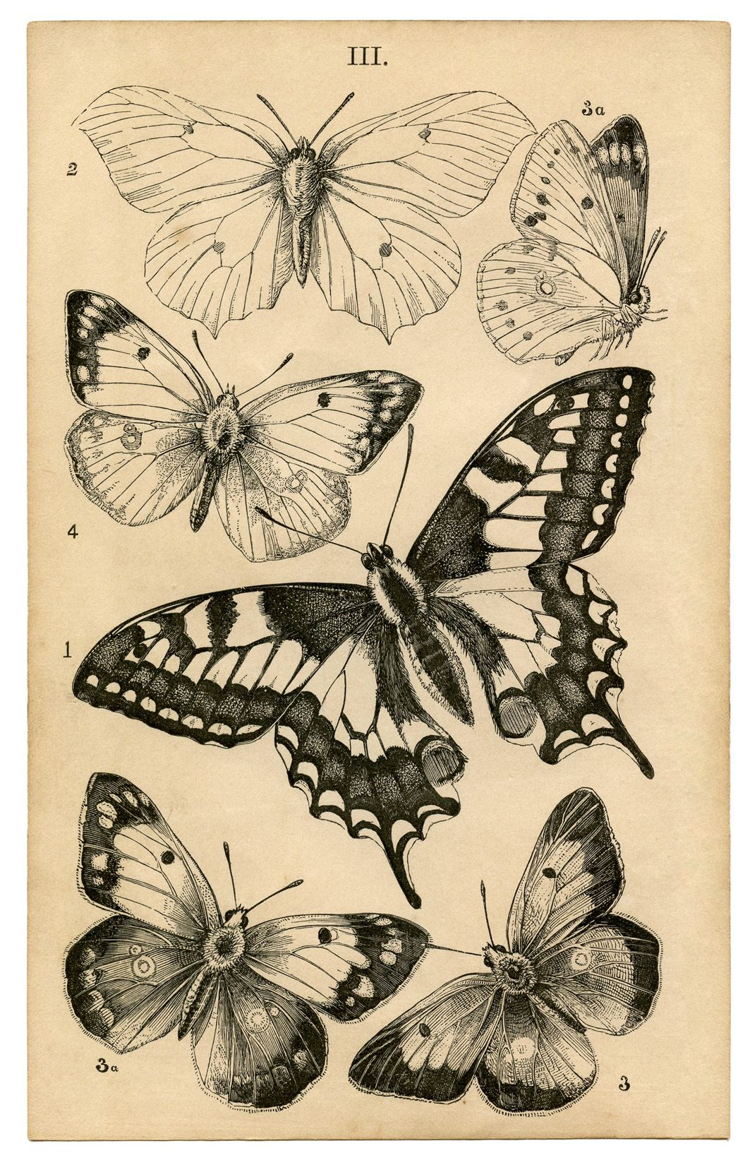 Antique Butterfly Print Natural History Illustration Butterfly with regard to measurements 1063 X 1650
