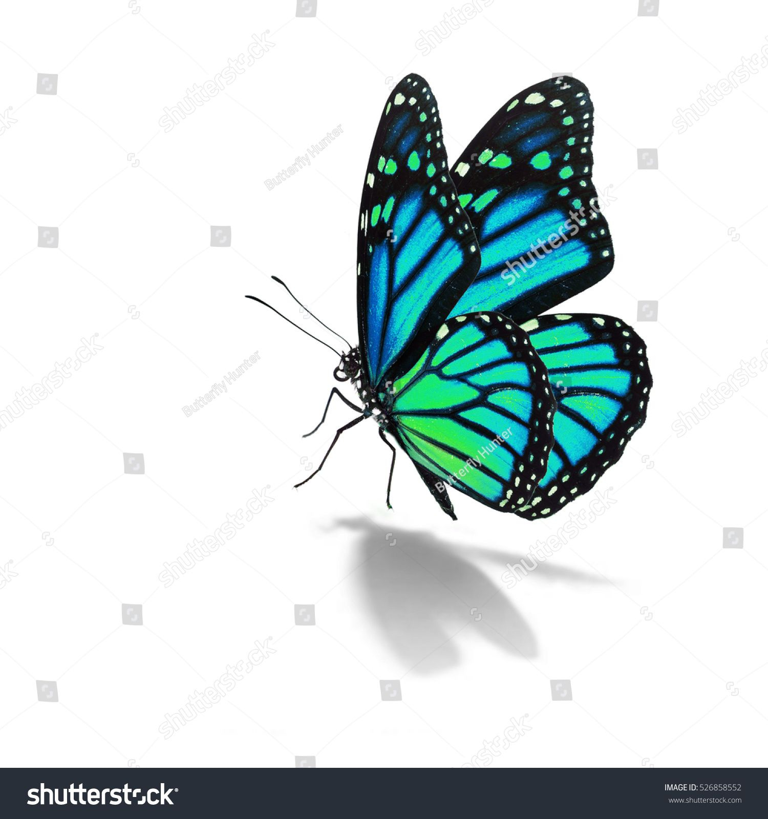 Beautiful Blue Monarch Butterfly Isolated On White Background with dimensions 1500 X 1600