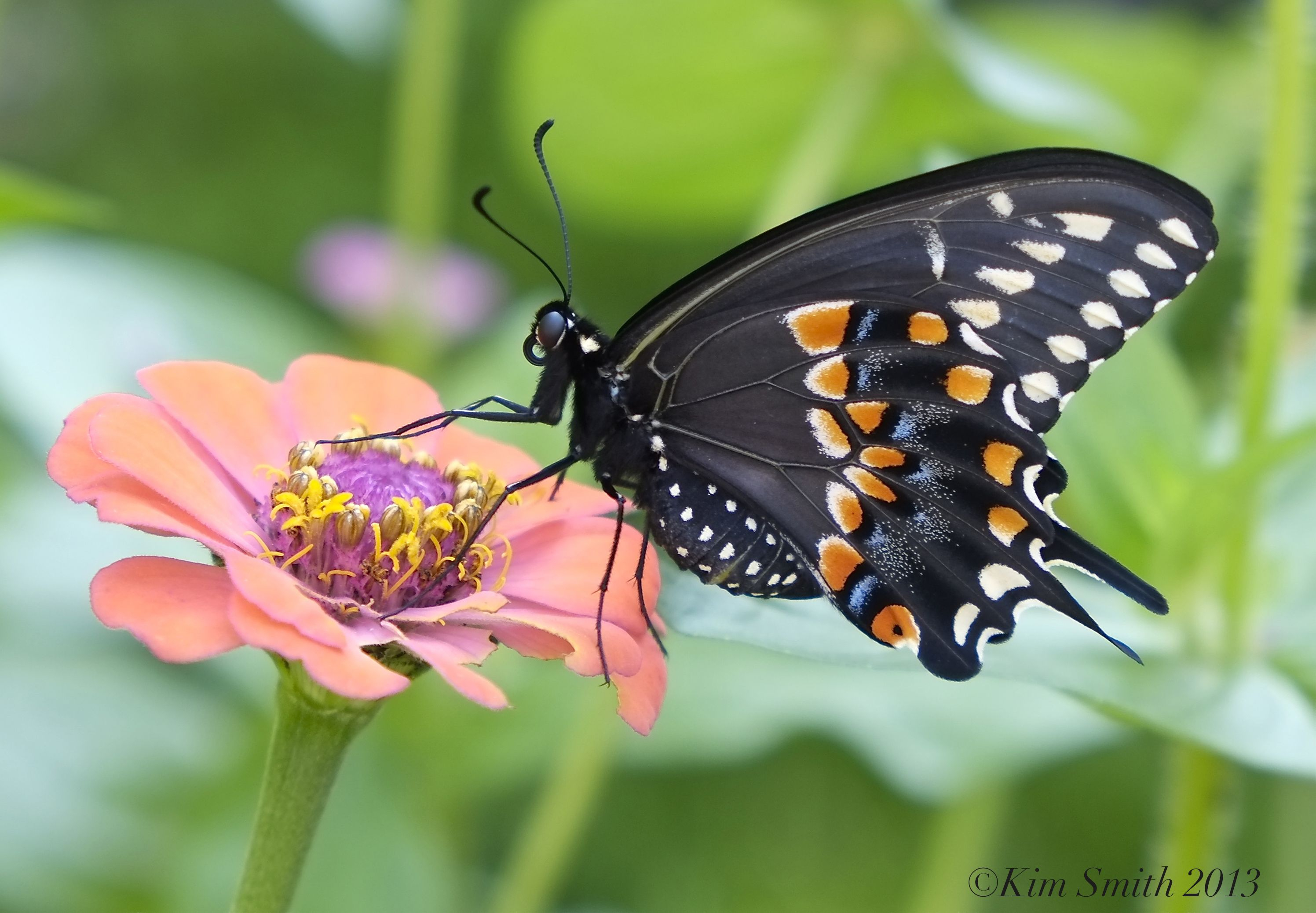 Black Swallowtail Butterfly Tattoo Monarch Butterflies Black inside size 2992 X 2076