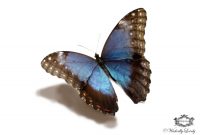 Blue Morpho Butterfly 3d Butterfly Tattoo Wickedlylovely Skin Art with sizing 1500 X 1057