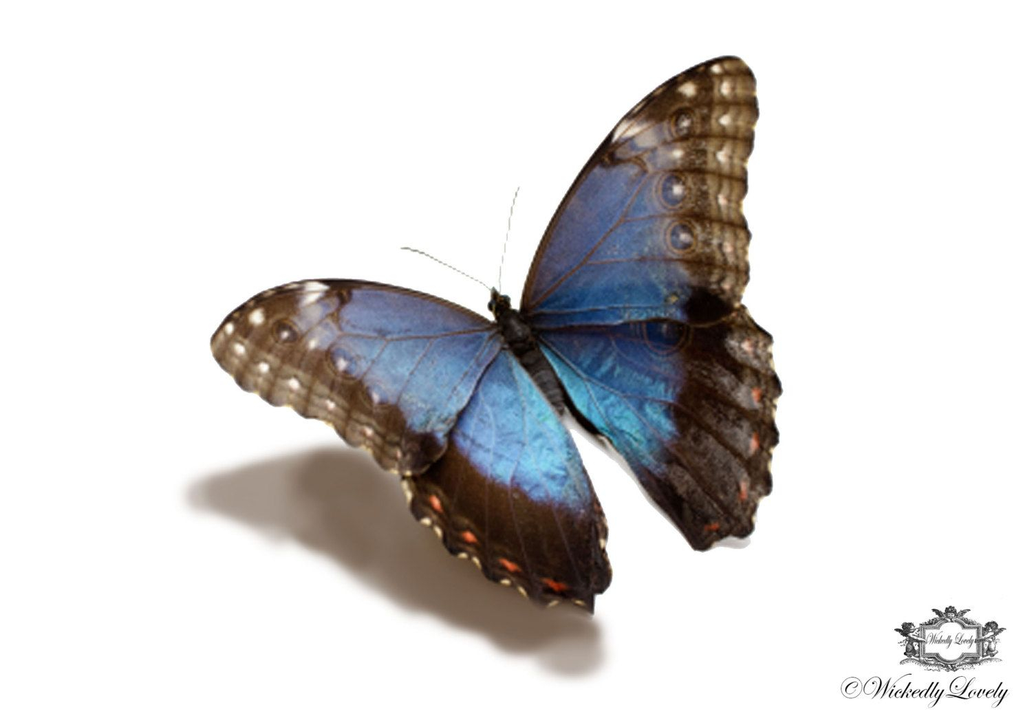 Blue Morpho Butterfly 3d Butterfly Tattoo Wickedlylovely Skin Art within size 1500 X 1057