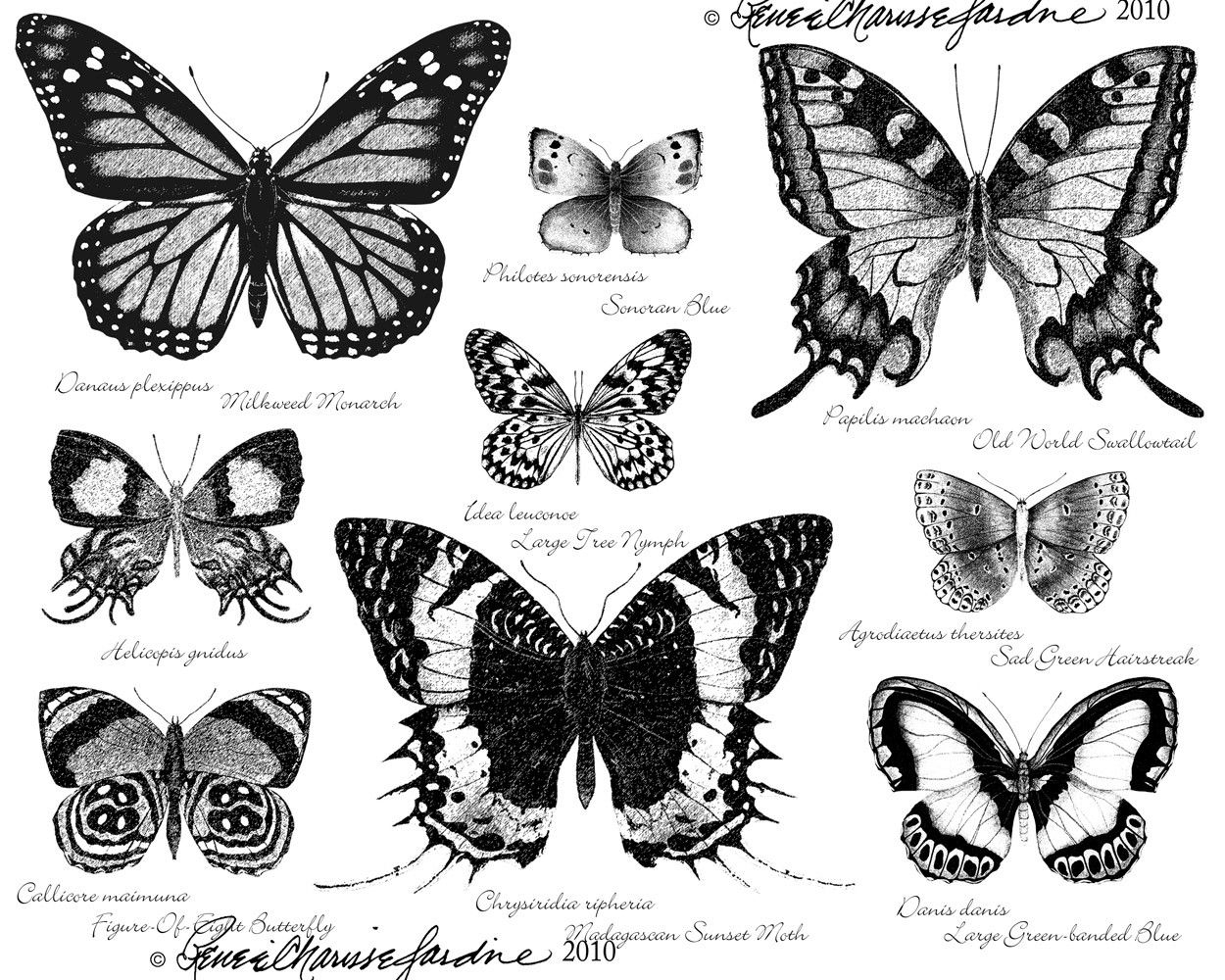 Butterfly Black And White Hand Signed Glicee Studiojardine inside size 1250 X 1000