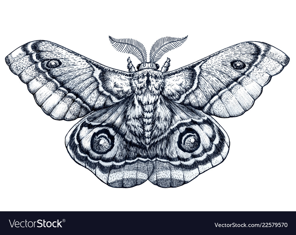 Butterfly Tattoo Art Madagascar Bullseye Moth Vector Image throughout size 1000 X 793