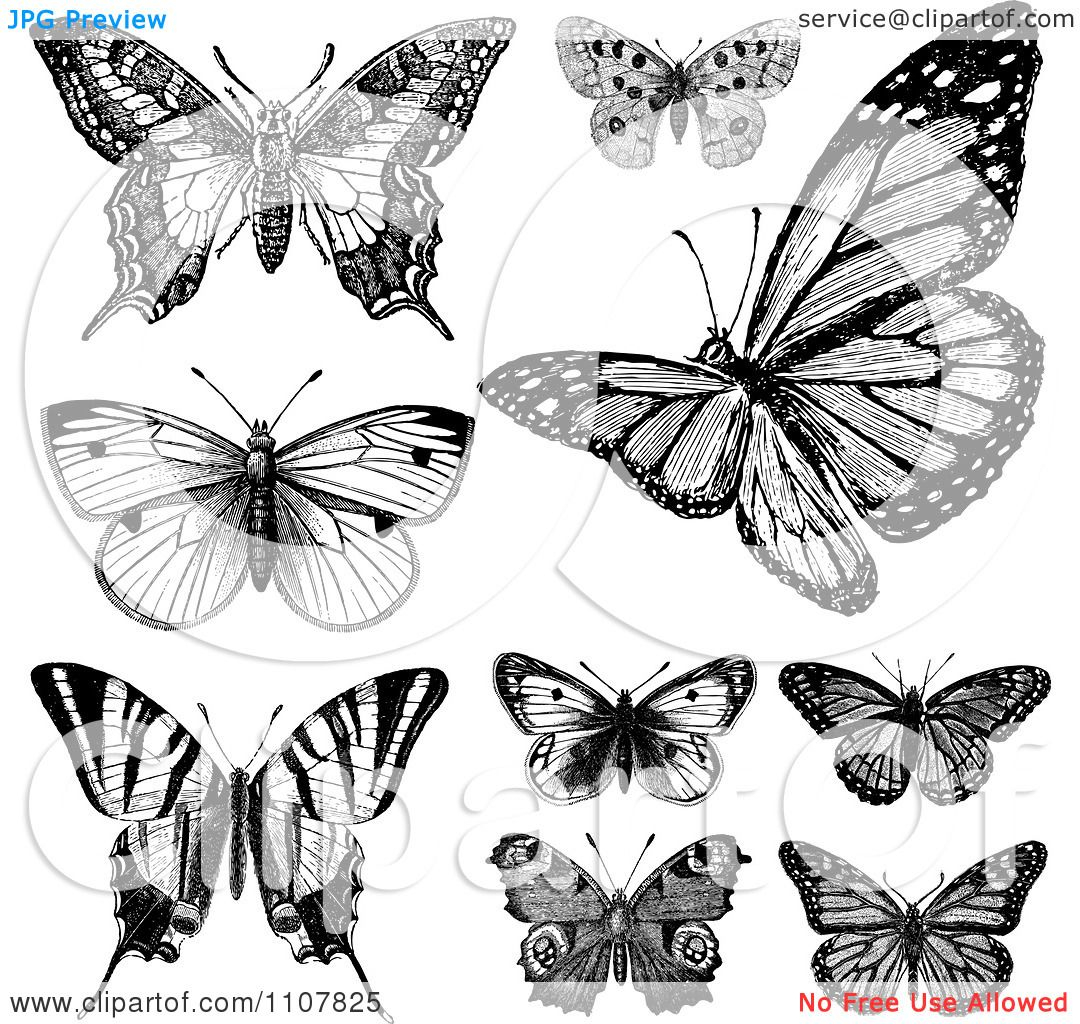Clipart Retro Black And White Vintage Butterflies 1 Royalty Free for measurements 1080 X 1024