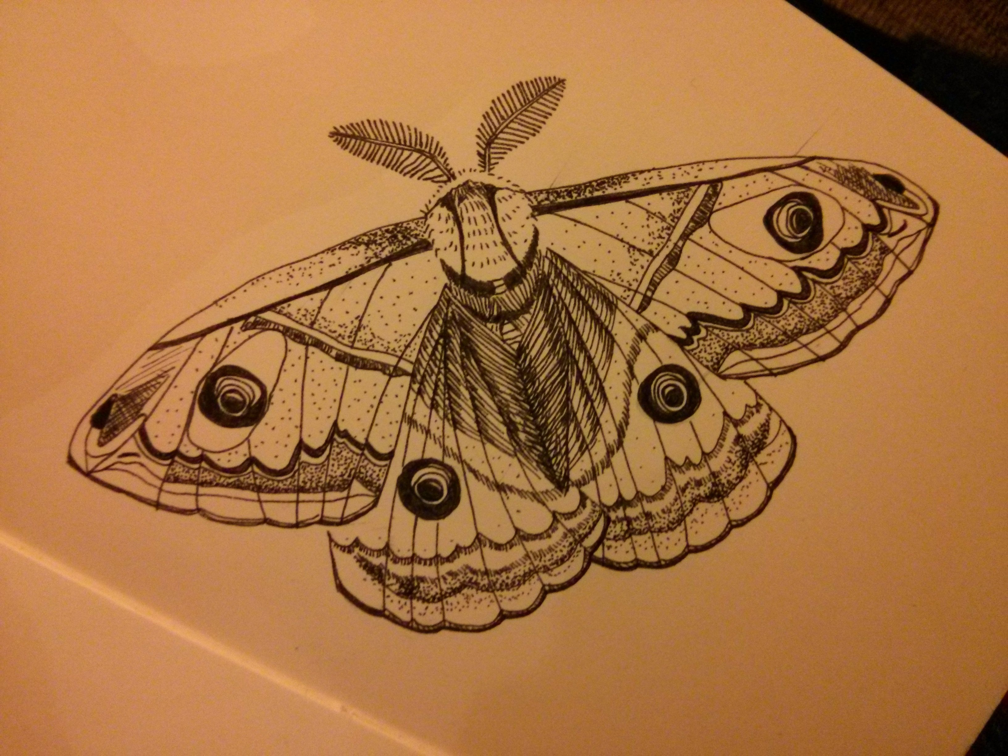 Emperor Moth Inspiration Moth Tattoo Bug Tattoo Tattoos with sizing 3264 X 2448