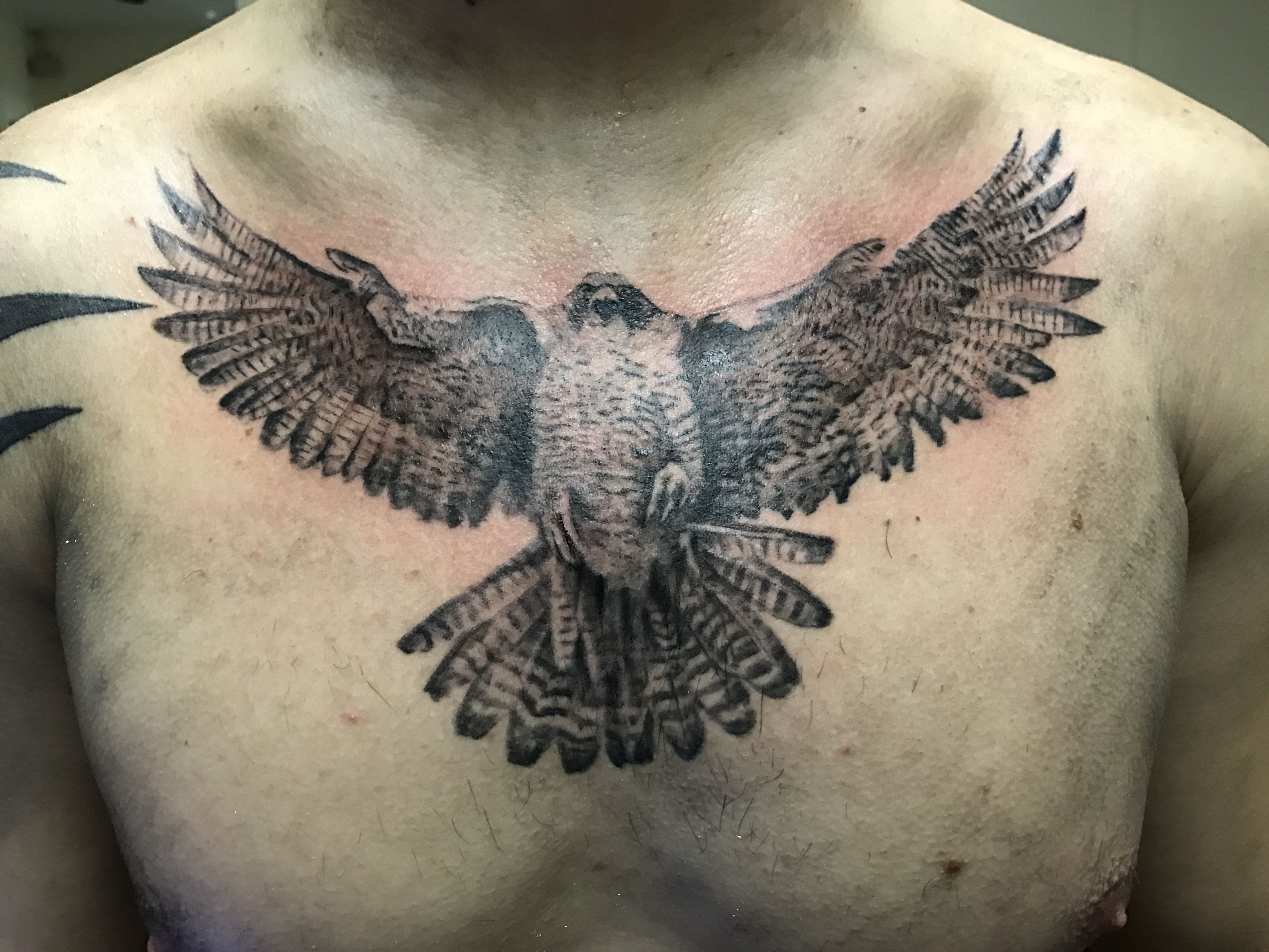Falcon Tattoo Falconry Etc Falcon Tattoo Hawk Tattoo War Tattoo with regard to size 4032 X 3024