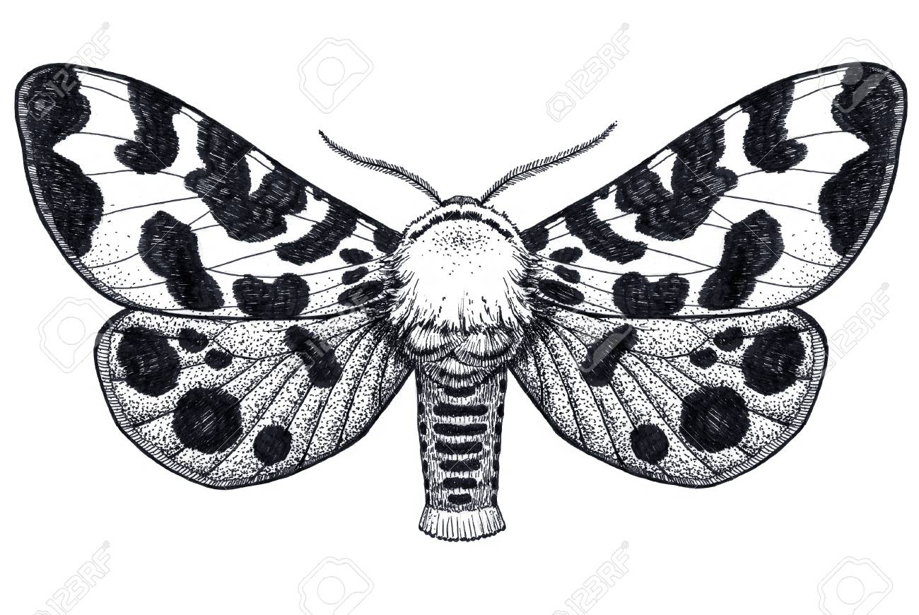 Hand Drawn Butterfly Tattoo Spotty Butterfly Arctia Caja Americana regarding proportions 1300 X 870