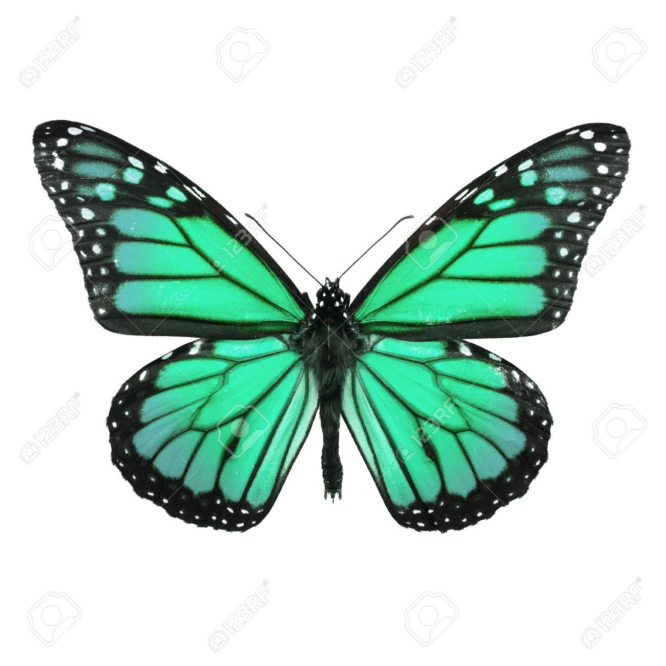 Imagem Relacionada Butterflies Green Butterfly Butterfly in proportions 1300 X 1300