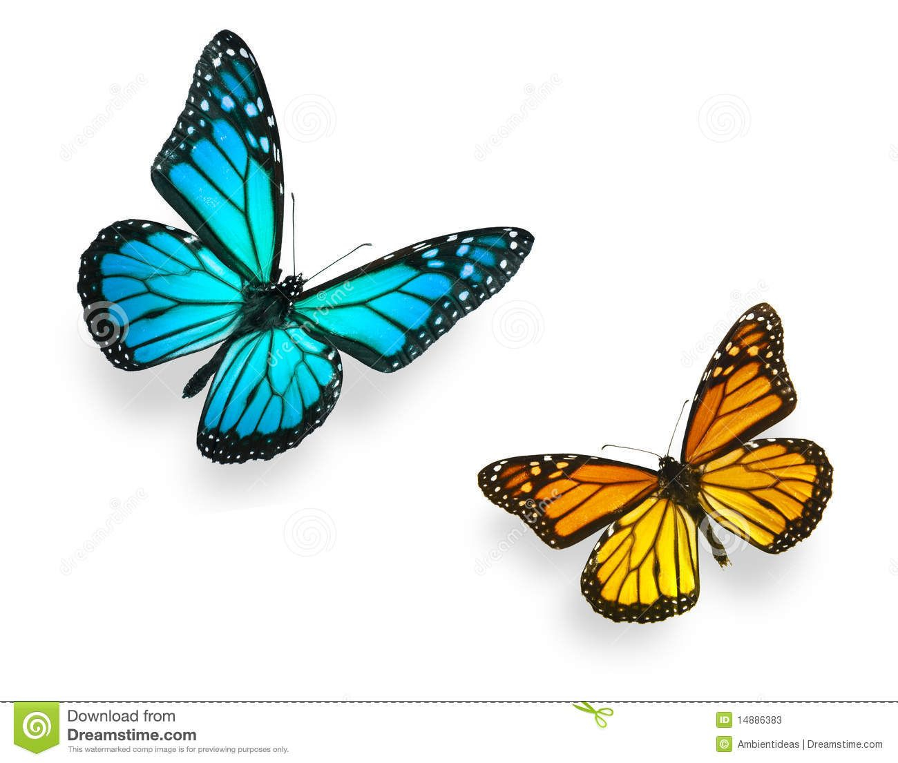 Images For Blue Monarch Butterfly Drawing Tattoos Butterfly throughout size 1300 X 1105