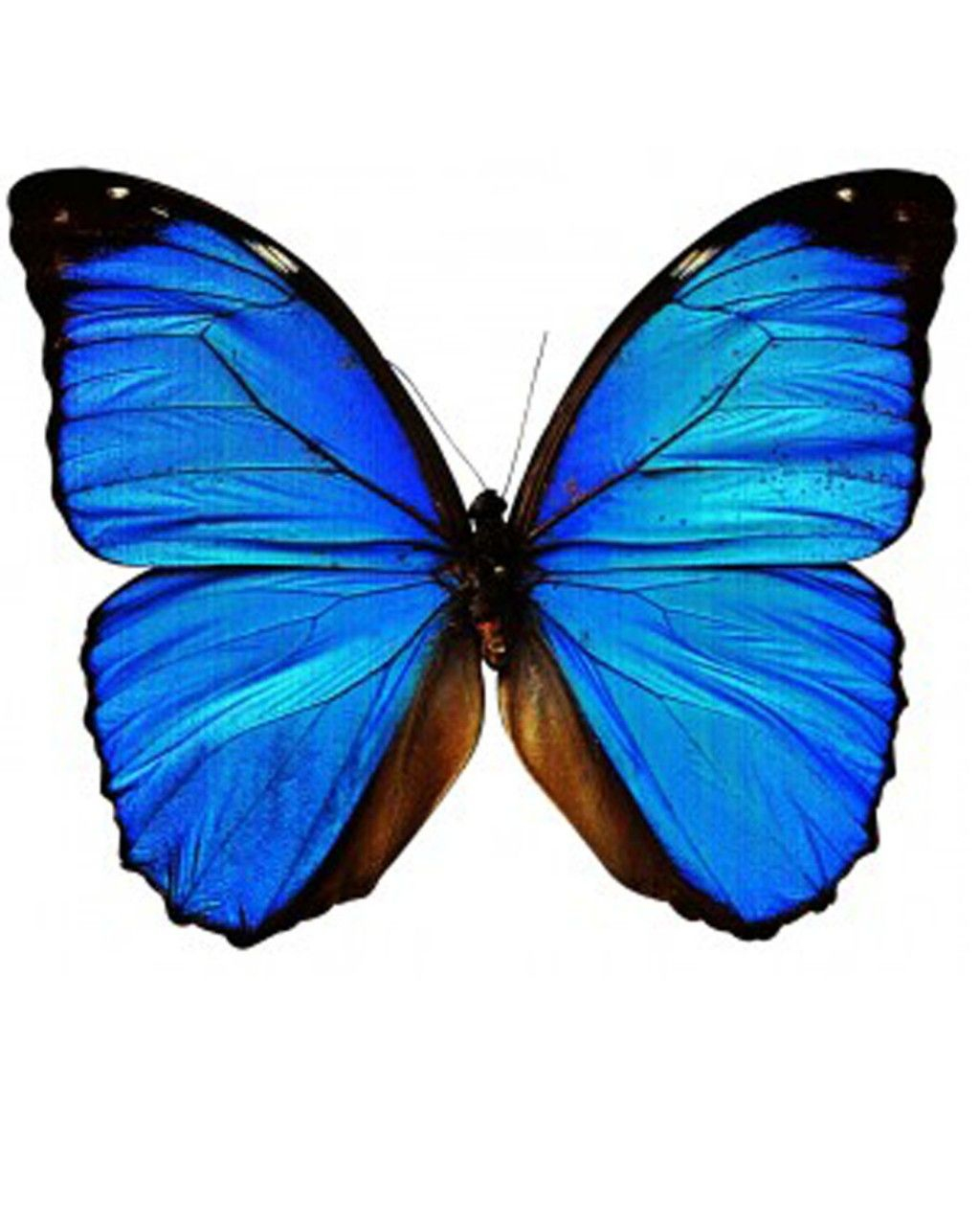 Inkwear Blue Butterfly Tattoo If I Were To Get More Tattoos with size 1024 X 1280