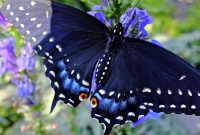 Life Story Of The Black Swallowtail Butterfly Facebook Hilda with sizing 4288 X 2848