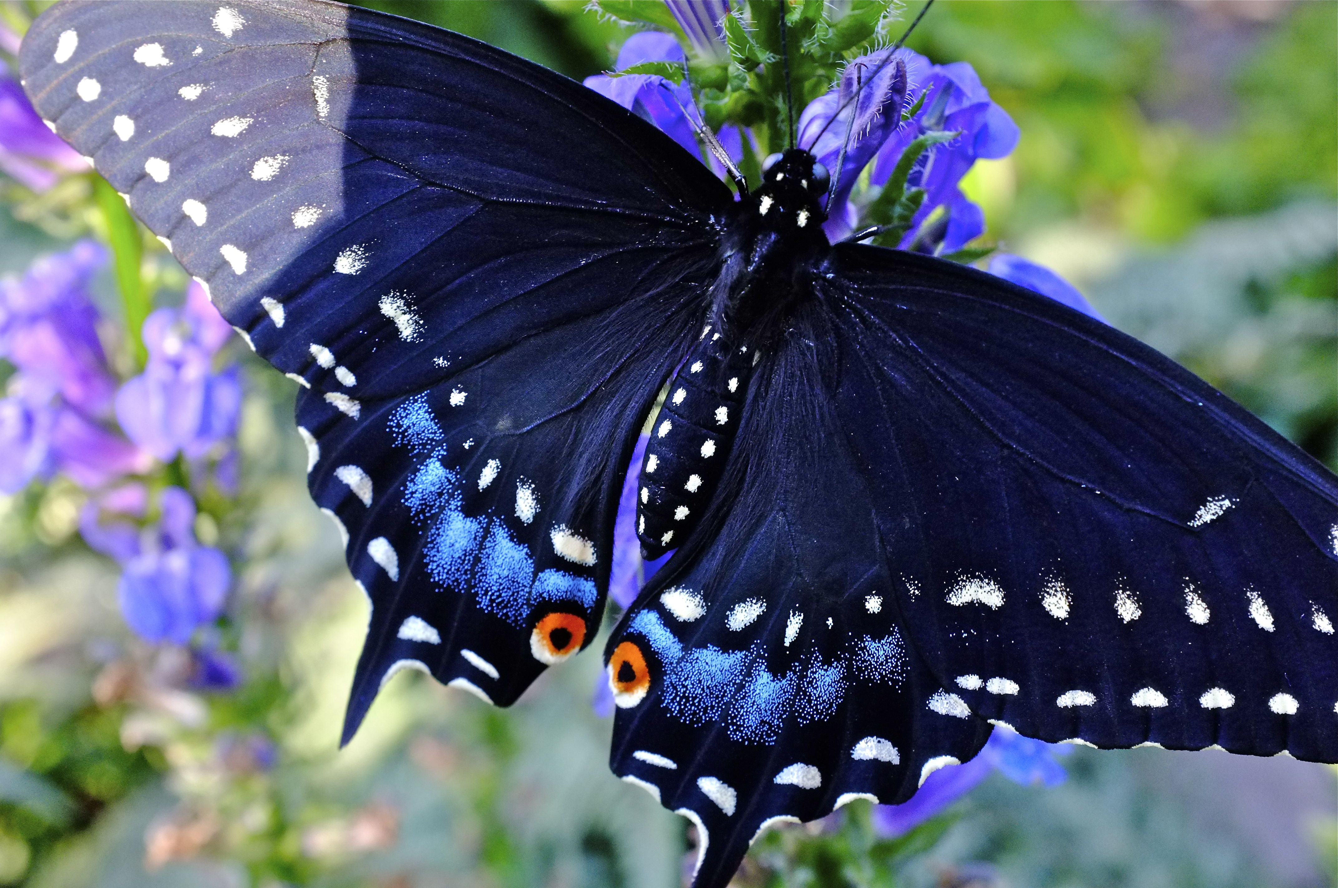 Life Story Of The Black Swallowtail Butterfly Facebook Hilda with sizing 4288 X 2848