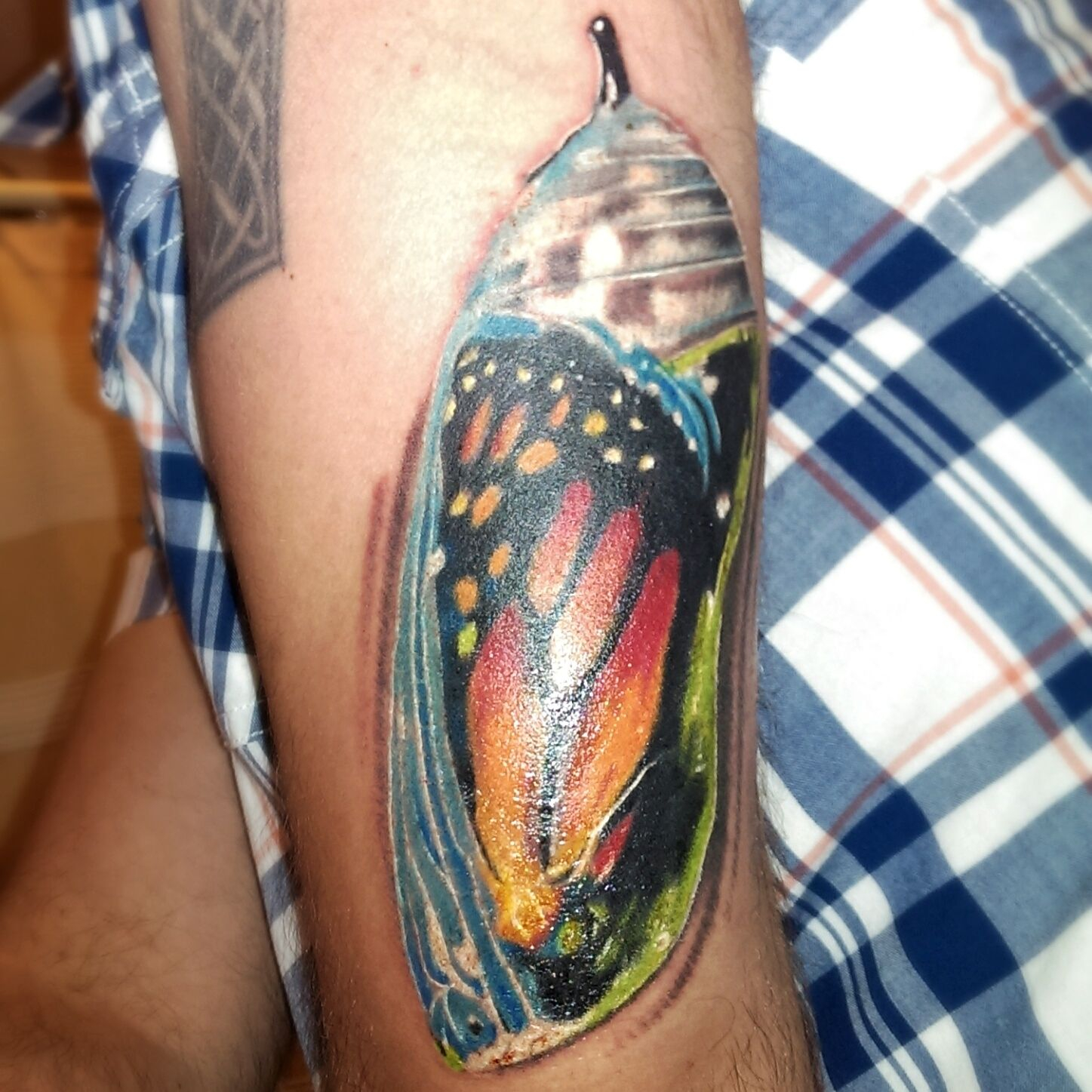 My Latest Tattoo Butterfly In A Chrysalis In Honormemory Of My within size 1447 X 1447