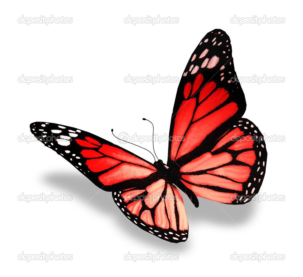 Red Butterfly Red Butterfly Background Red Butterfly Isolated On intended for proportions 1023 X 935