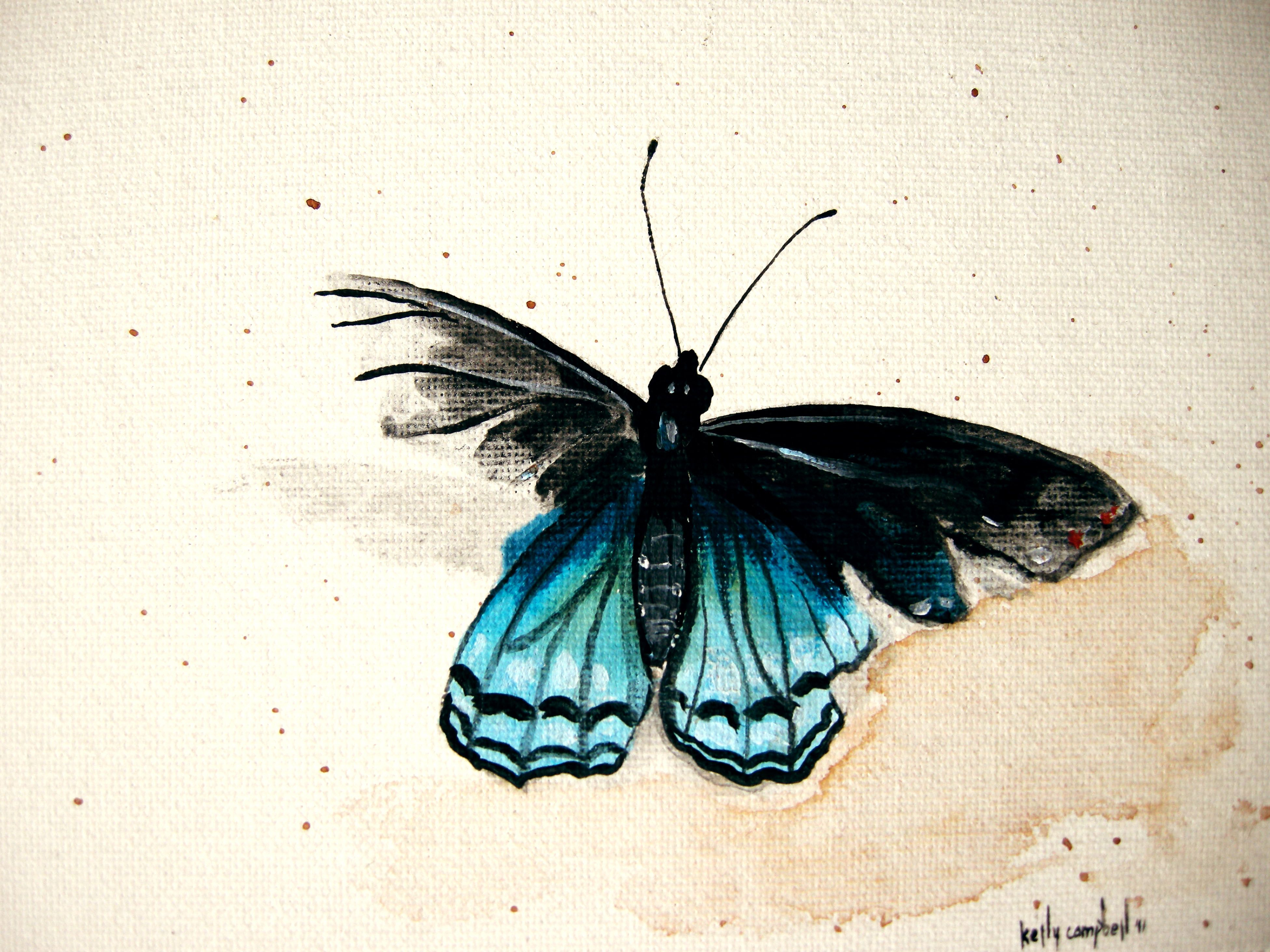 Saw This Butterfly And Was Inspired To Do A Painting I Love The inside proportions 3904 X 2928