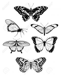 Set Of Beautiful Butterflies Tattoos Design Drawing Butterfly for proportions 1038 X 1300