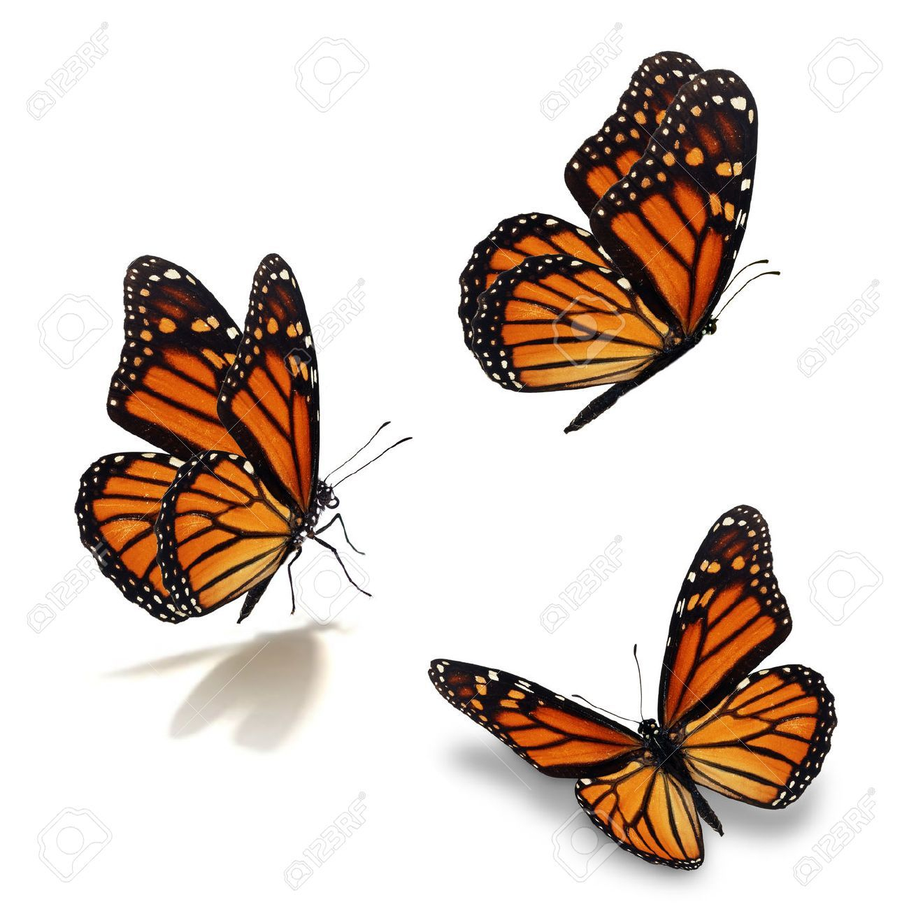 Stock Photo Butterfly And Moth Butterfly Butterfly Images for measurements 1300 X 1300