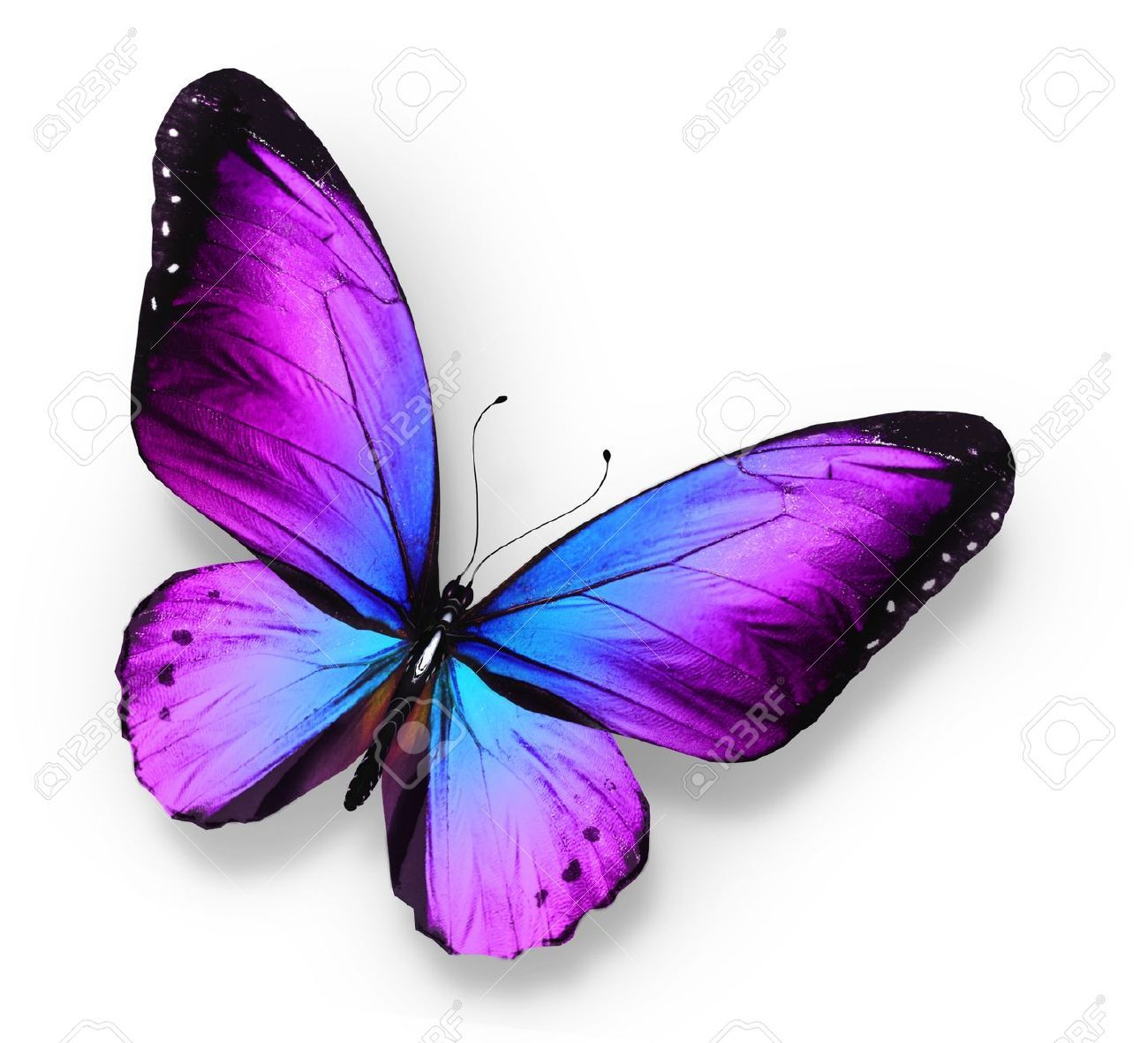 Stock Photo Violet Purple Butterfly Tattoo Butterfly Purple intended for size 1300 X 1181