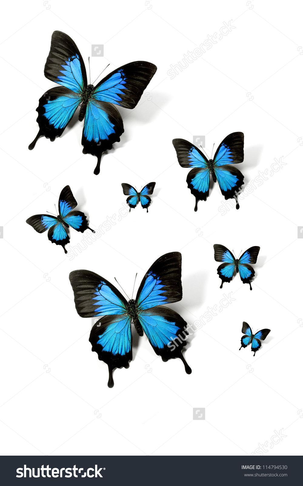 Swarm Of Butterflies Papilio Ulysses Isolated On White Mountain intended for measurements 1000 X 1600