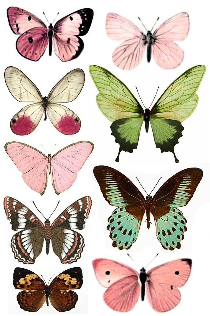 Tartine Beurre Miscellaneous Butterfly Butterfly Art within proportions 736 X 1107