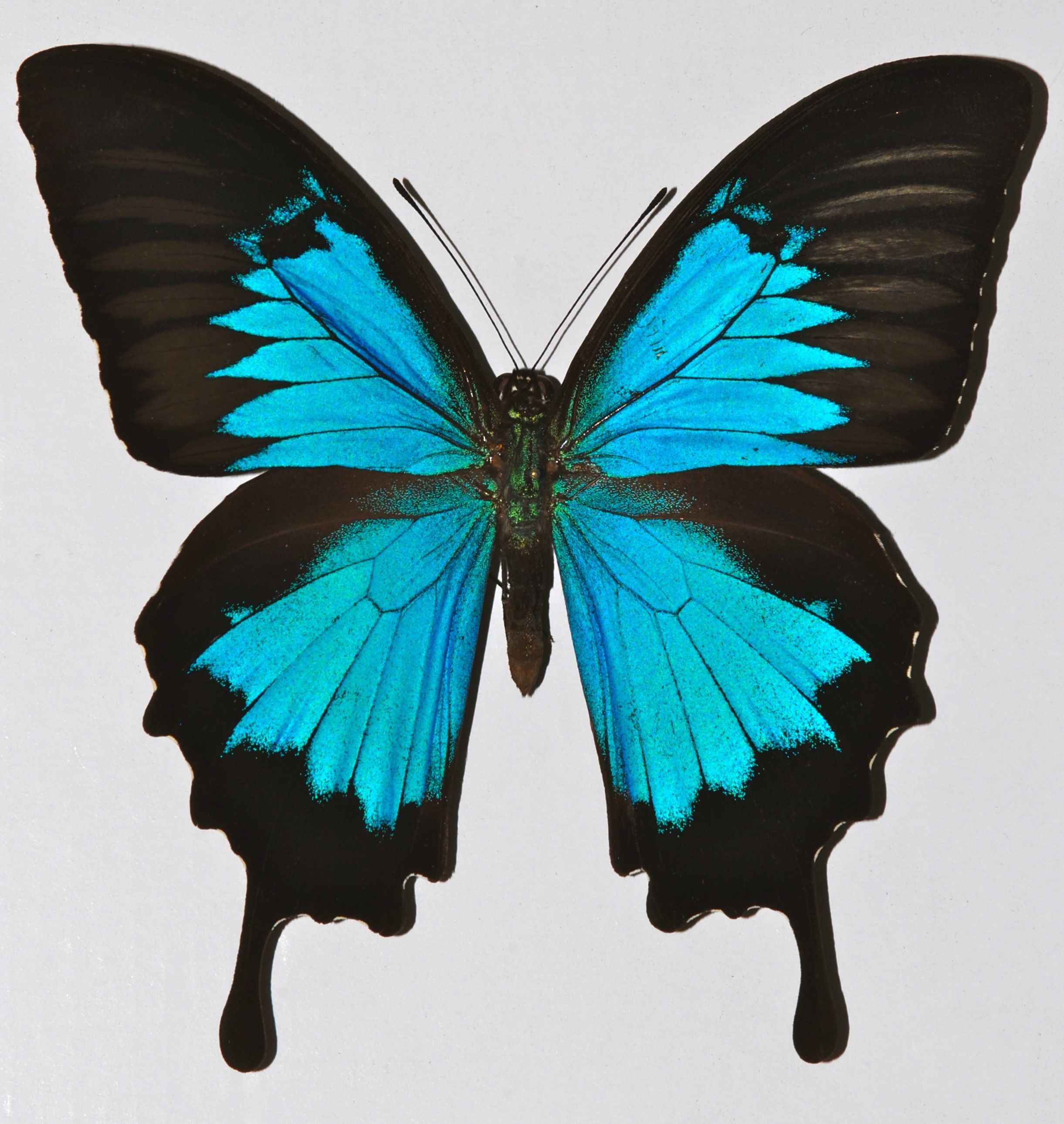 The Ulysses Butterfly Is Found In Most Tropical Rainforest Areas regarding dimensions 2442 X 2580
