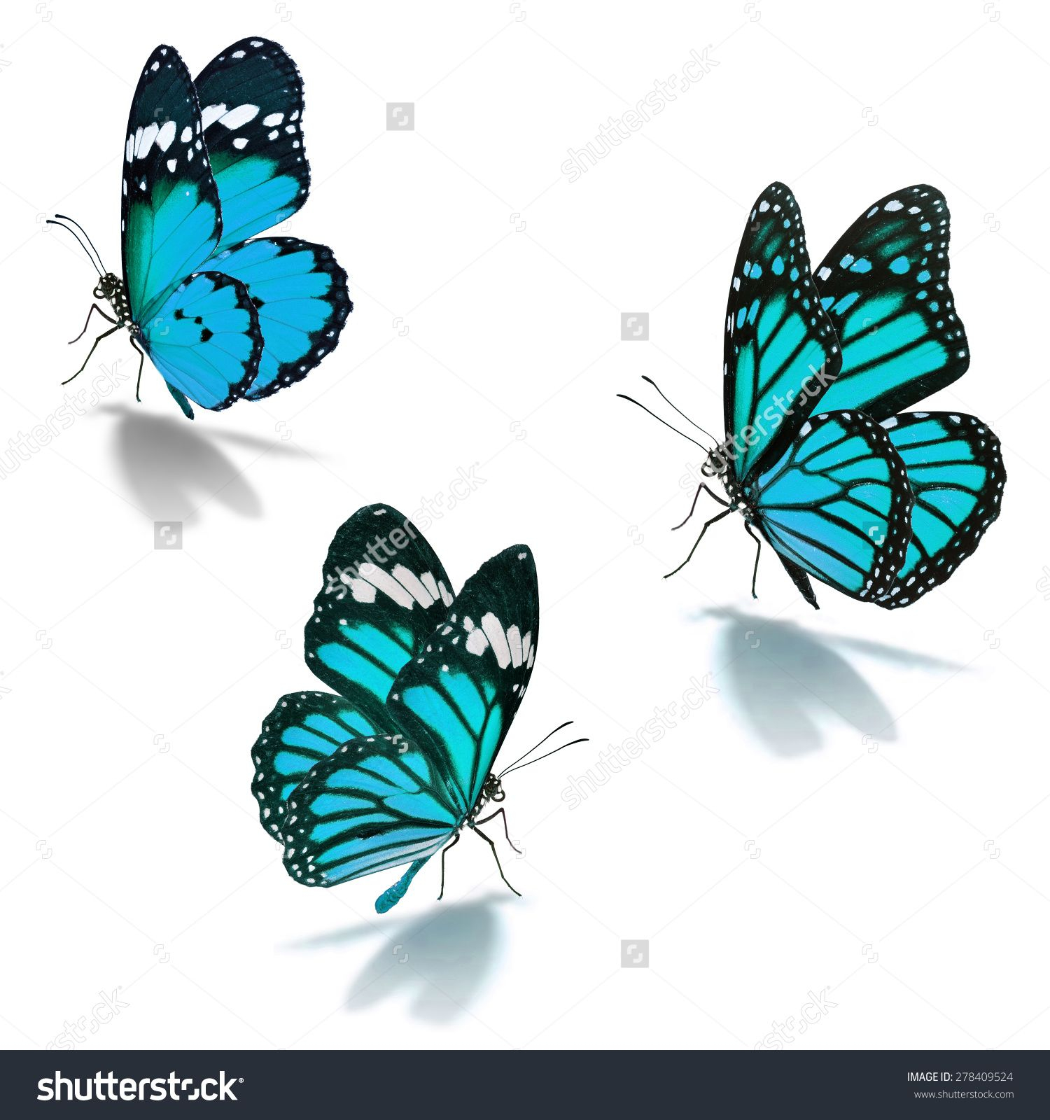 Three Blue Monarch Butterfly Isolated On White Background regarding measurements 1500 X 1600