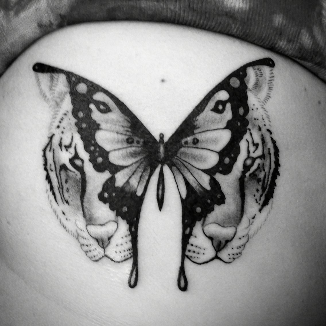Tiger Butterfly Tattoo For Appointments And Inquires Email with sizing 1136 X 1136