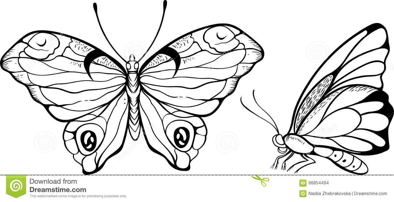 Top And Side View Of Butterfly Stock Vector Illustration Of in sizing 1300 X 667
