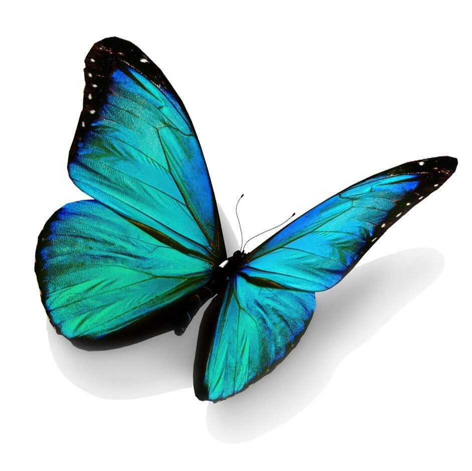 Turquoise Butterfly Turquoise Blue Papillon Tatouage Papillon with measurements 942 X 941
