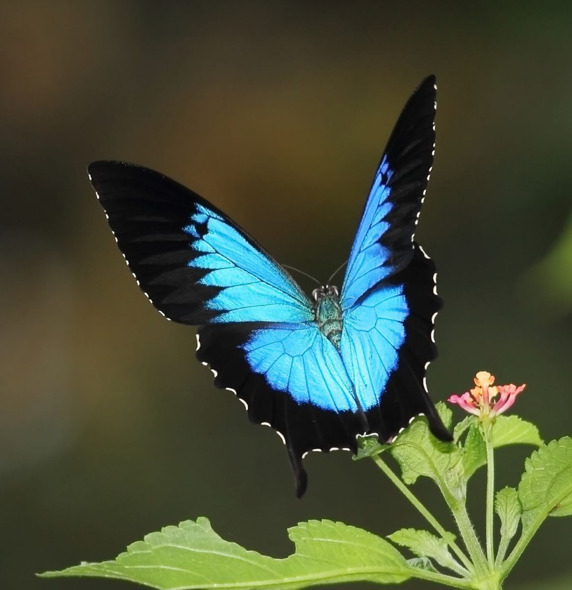 Ulysses Swallowtail Butterfly Electric Blue And Black Love This throughout proportions 1165 X 1200